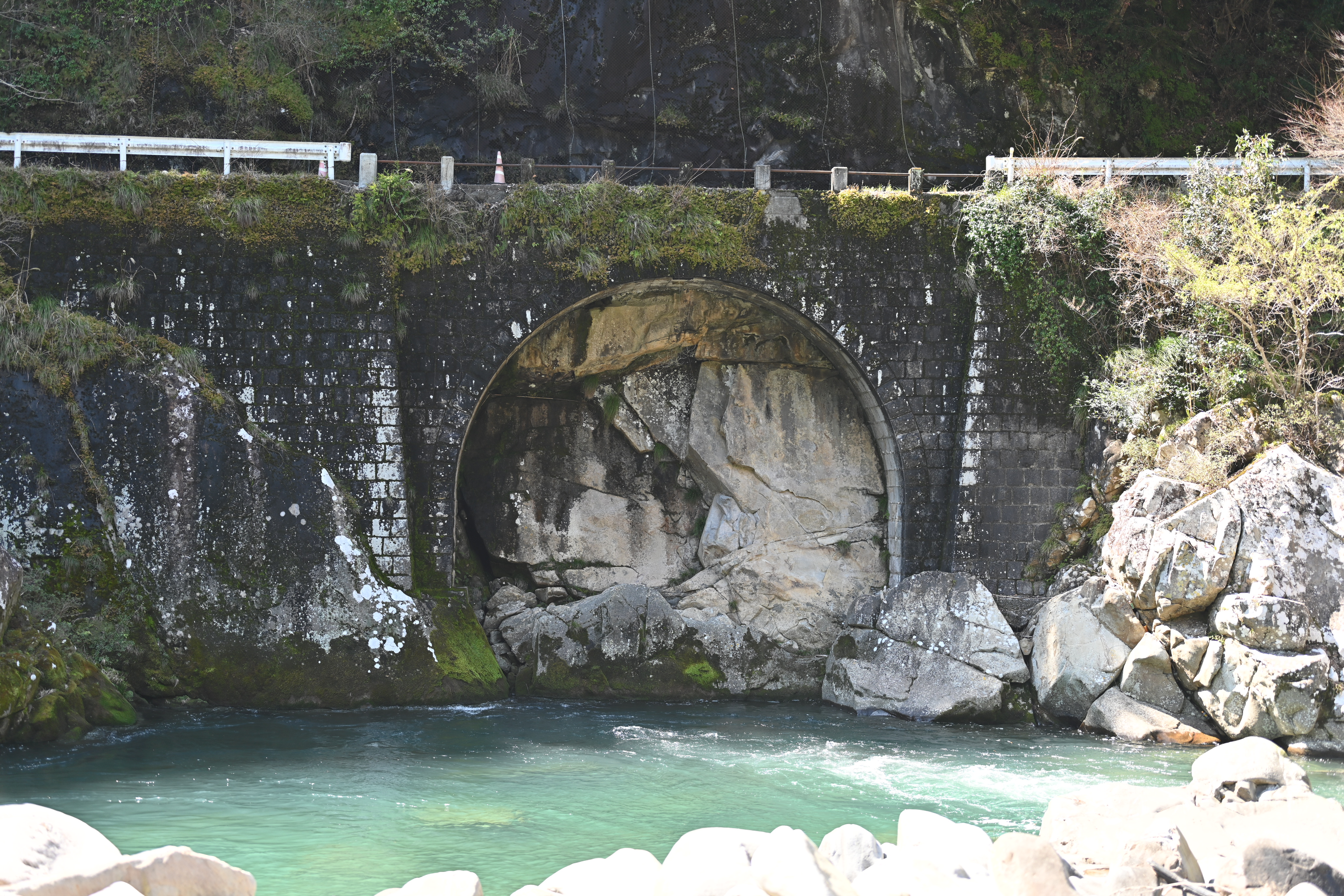 日本遺産 中芸の旧森林鉄道沿いの草花ガイド | どっぷり高知旅