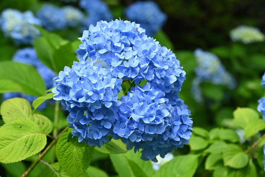 アジサイ特集 | どっぷり高知旅