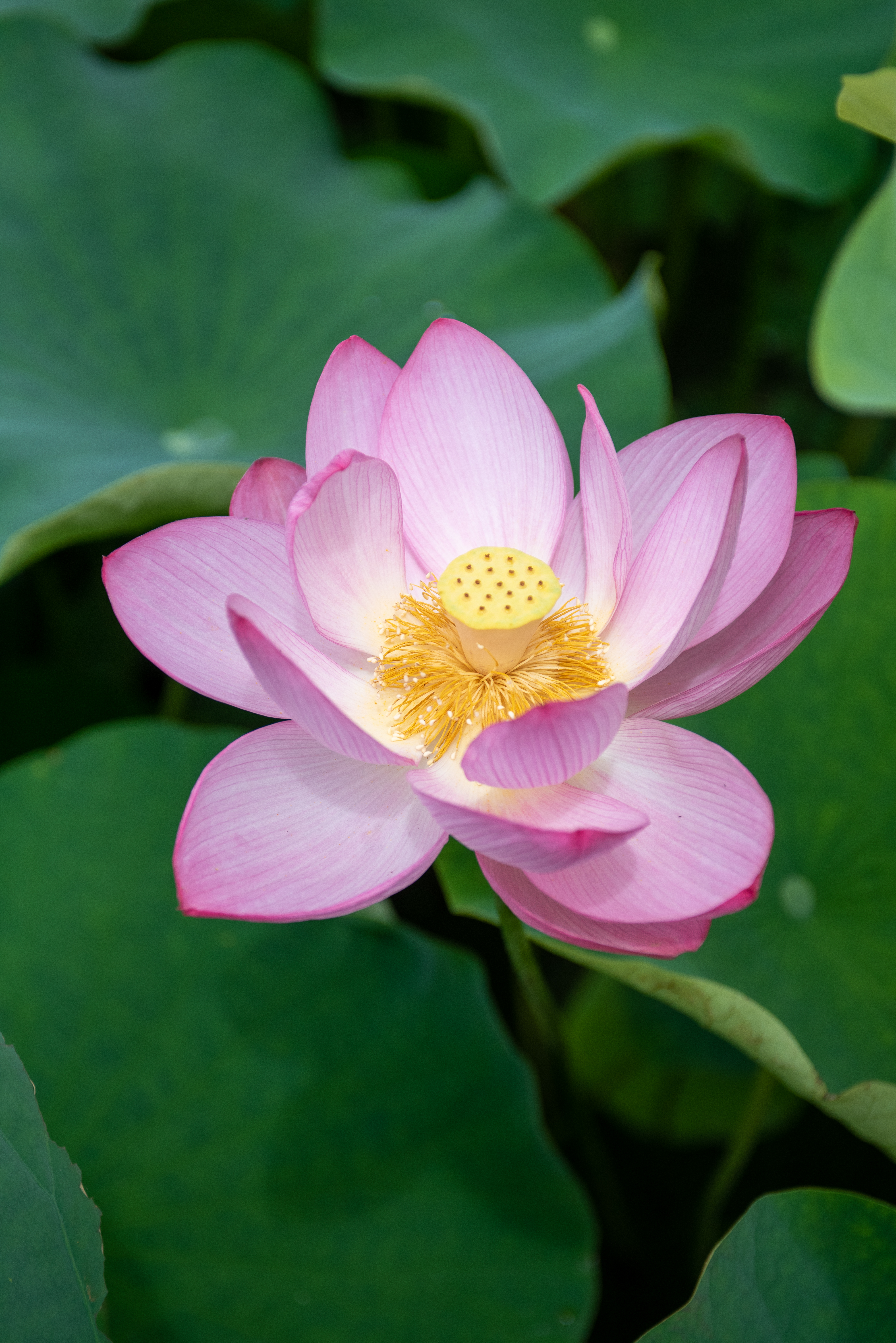 朝咲く花に逢いに。蓮池公園 | どっぷり高知旅