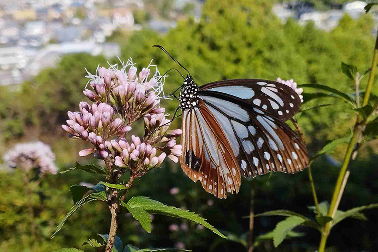 コバノフジバカマ