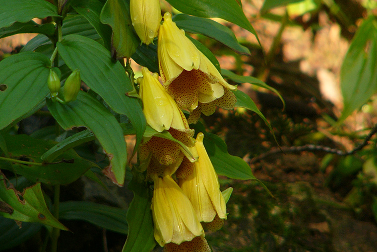 ジョウロウホトトギス