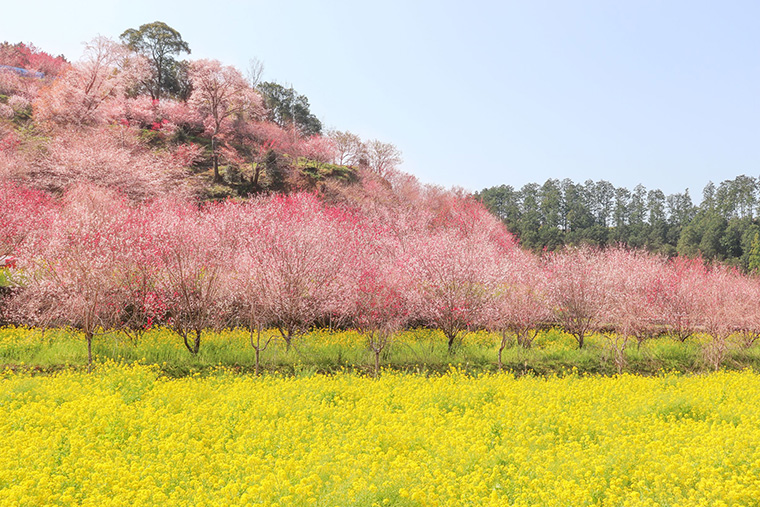菜の花・ハナモモ