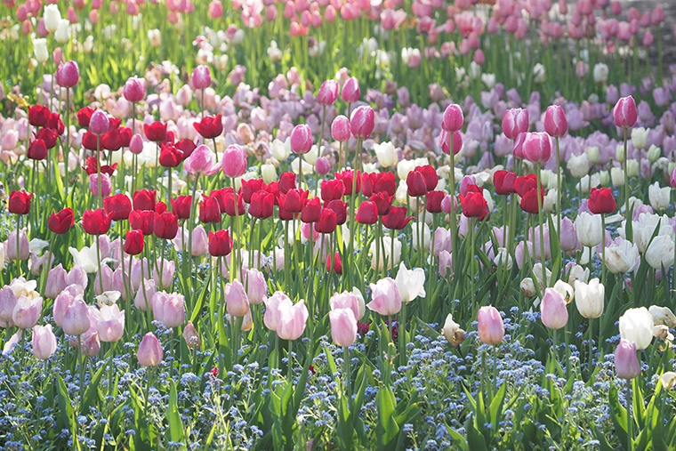 早咲きチューリップ