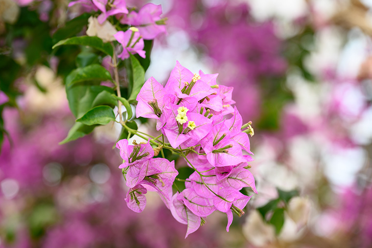 ブーゲンビレア