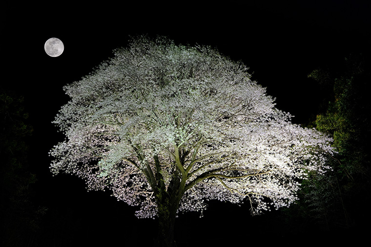 月光桜