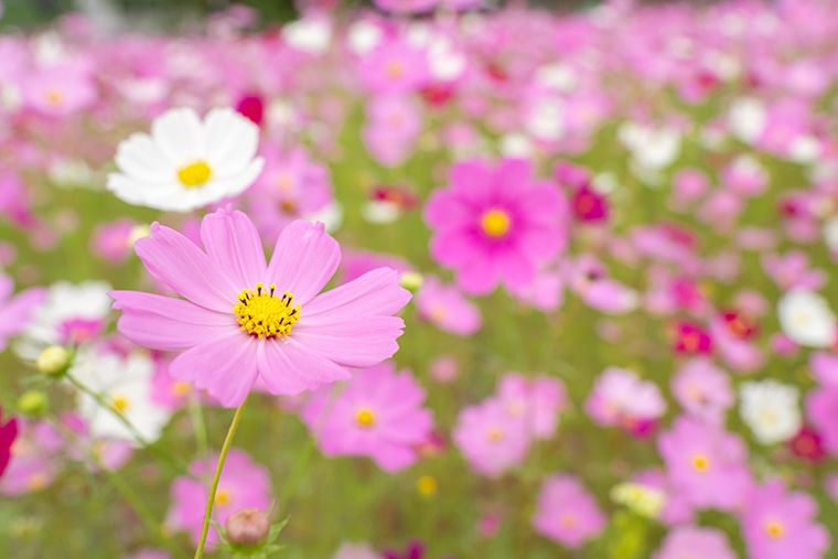 コスモス