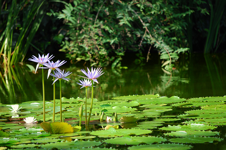 青い睡蓮