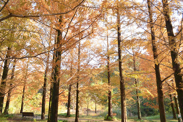 メタセコイヤ紅葉
