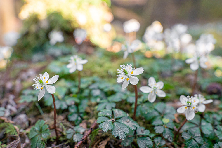 バイカオウレン