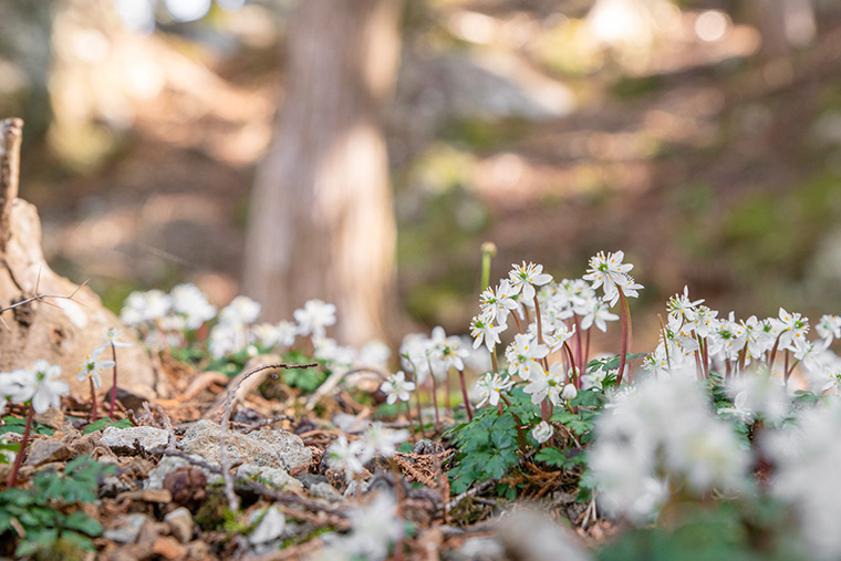 バイカオウレン